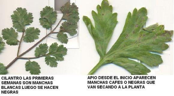 NECESITO AYUDA CON UNA PLAGA DEL APIO Y CILANTRO