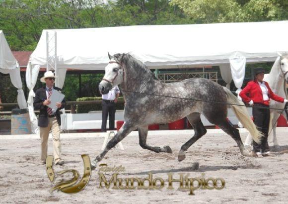 Bonanza Raza PRE 2012 Costa Rica