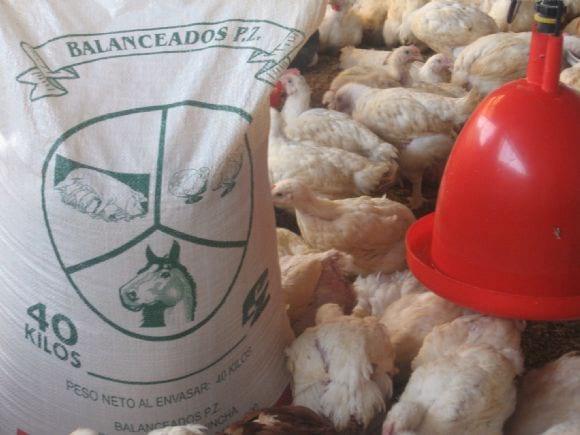 ALIMENTO POLLOS