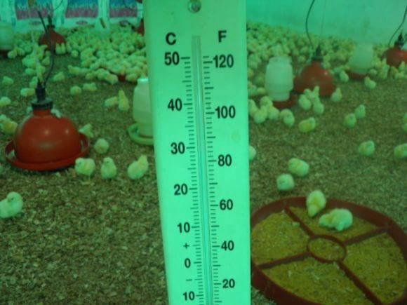 Termómetro avícola de 40 cm