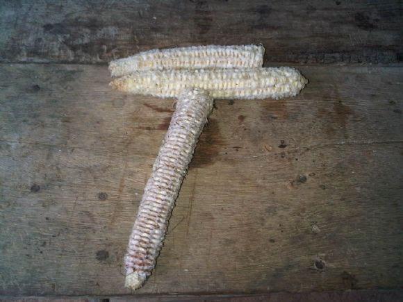 la tusa del maíz (olote)  sirve  de alimento para los cerdos  ¿cual es su proteína o sus propiedades benéficas ?