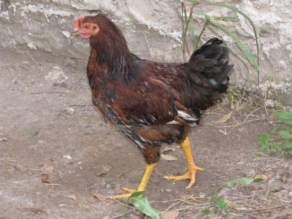 Consulta sobre mi gallina (soy principiante)