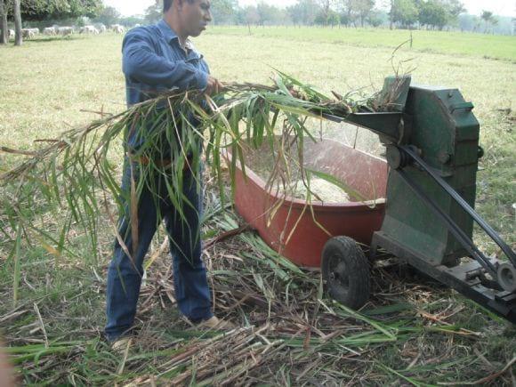 Picando Pasto de Corte