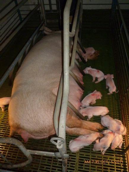 CAUSAS DE ENFERMEDAD EN LECHONES (MORTALIDAD EN LACTANCIA) POSIBLES SOLUCIONES