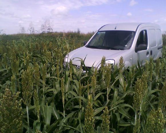 Sorgo en lote de Carrilobo