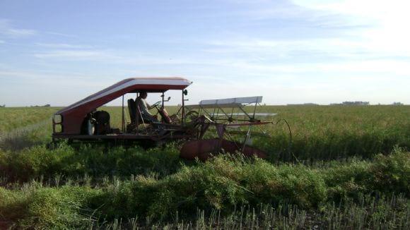 Hilerado colza-canola
