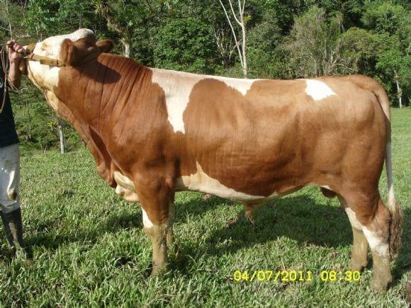 Semen de simmental disponible