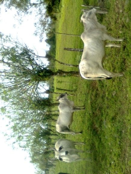 Finca La Negrita