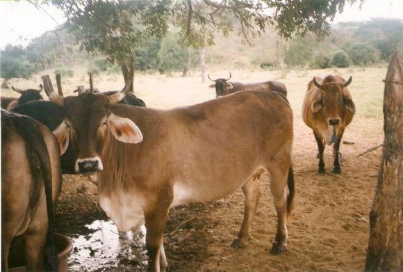 Vacas en mal pastoreo pero desintoxicadas
