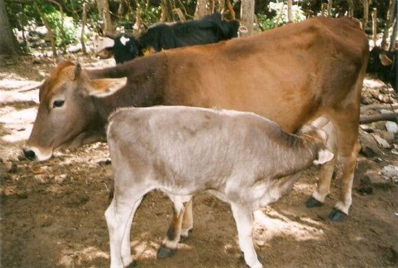 Mis vacas