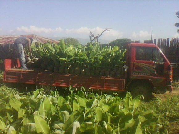 Finca de Bananos QUENIDES URBAEZ,proyecto La Cruz,Manzanillo, Monte Cristy,Rep.Dom.
