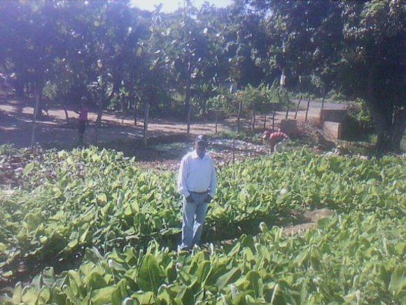 VIVERO DE BANANOS