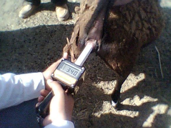 Lectura de temperatura sobre el moco de la vagina de las borregas