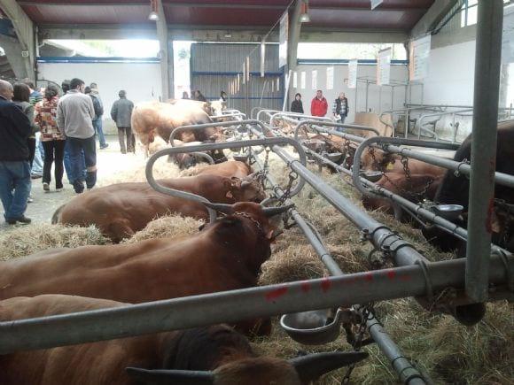concurso nacional raza asturiana e los valles