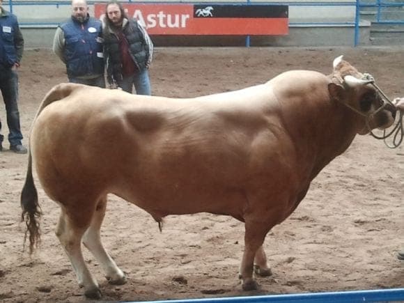 concurso nacional raza asturiana e los valles