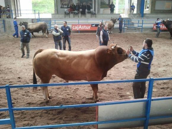 concurso nacional raza asturiana e los valles