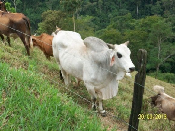 toro a la venta en Mérida Venezuela