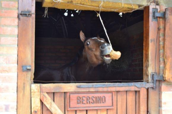 Golosina para equinos de alta calidad