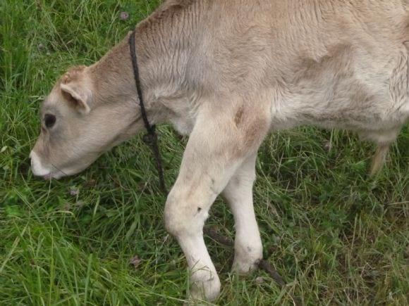 Becerro con hinchazón en la zona media de las patas