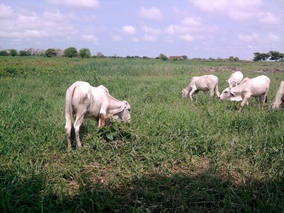 FINCA EN EL SUR DE BOLIVAR