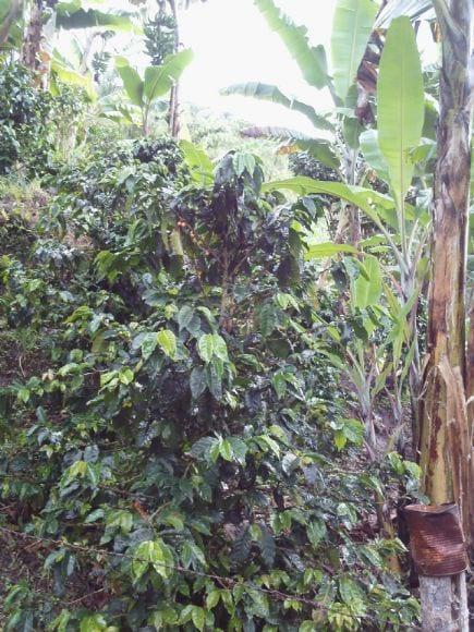 Arbol adulto de cafe variedad Caturra