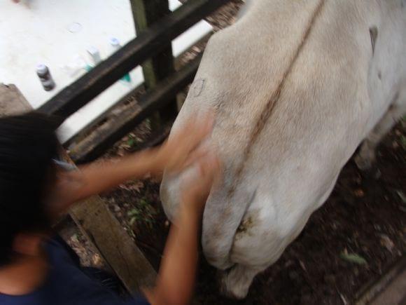 sicronizacion de celo