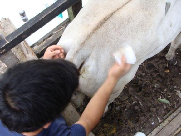sicronizacion de celo