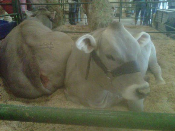 Ganaderia.