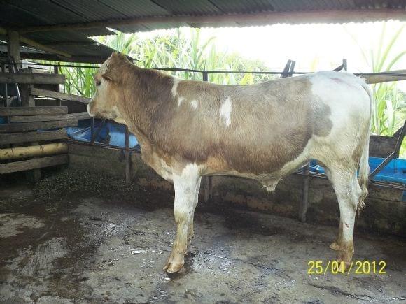 alejo