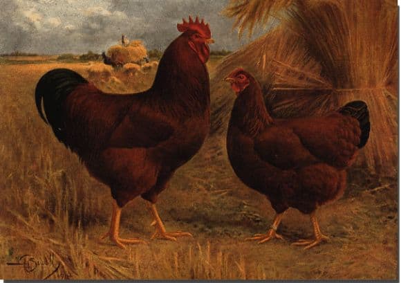 Cabañas y Criadores de "Rhode Island Red"