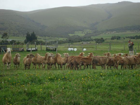 Adaptibilidad y rusticidad ovejas de pelo Ecuador (Sierra)