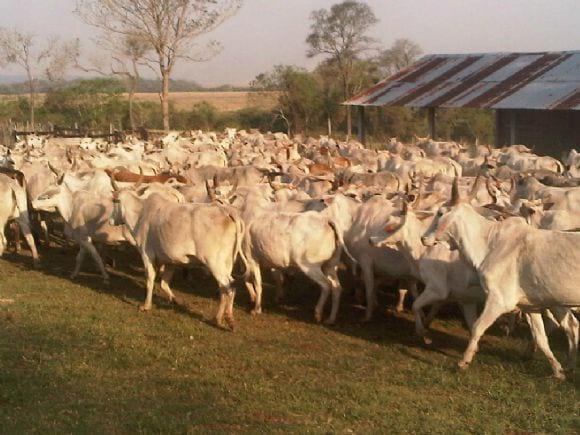 Engorde de vacas descarte.