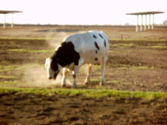 Bienestar Animal en Tambos