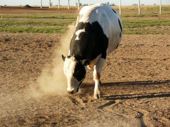 Bienestar Animal en Tambos