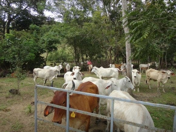 hacienda el manantial