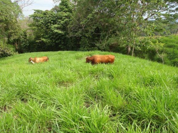 hacienda el manantial