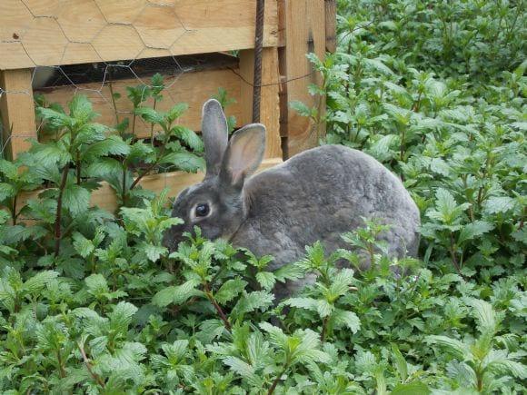 vendo conejos mini rex