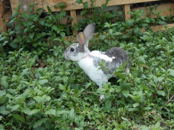 macho mini rex