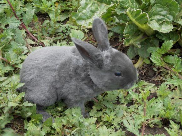 conejos en venta