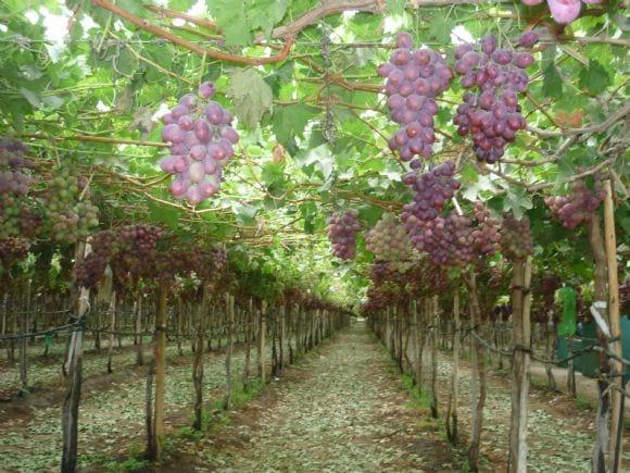 UVAS DE TEMPORADA 2011/12 EN PARRONES DE 3 AÑOS