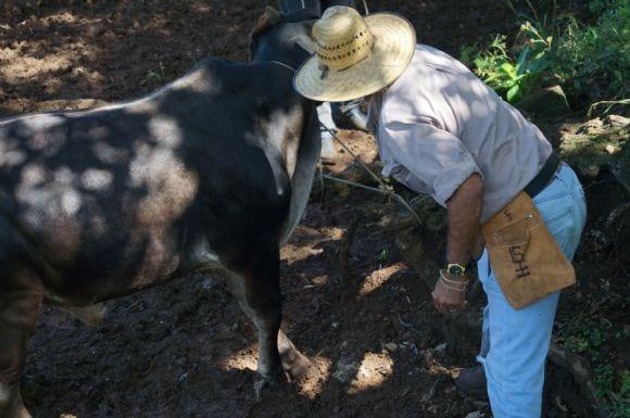 identificacion de ganado con arete siniiga