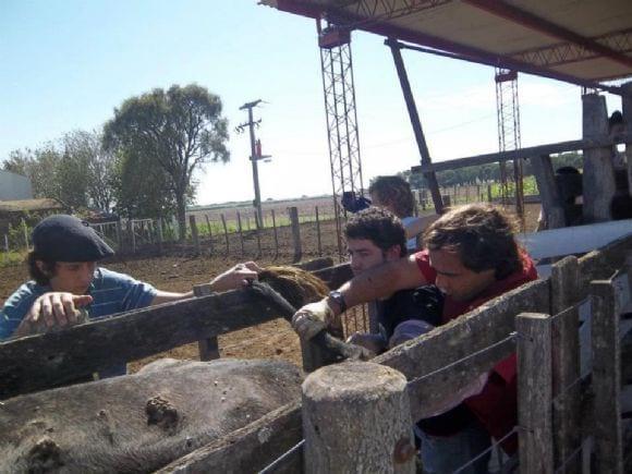 Inseminación Artificial en bovinos
