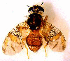 Ceratitis capitata - mosca de los frutos