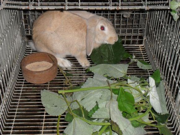 Conejo Pardo Español