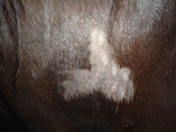 Pseudohongos en caballos