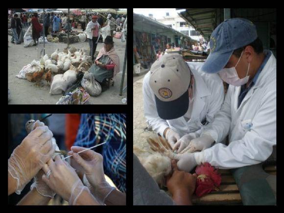 Mercados de Aves Vivas, Monitoreo de Influenza Aviar