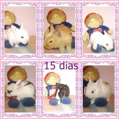 gazapos