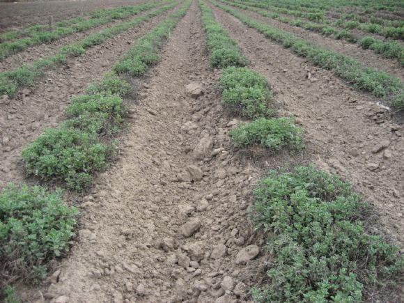 Producción de Orégano en Luyaba, Córdoba.