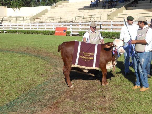 CAMPEON