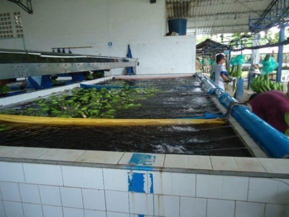 PRACTICAS AGRICOLAS